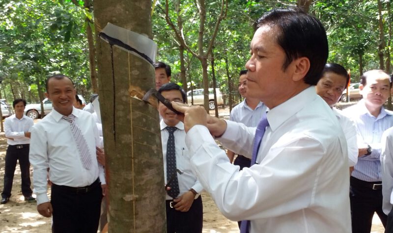 Công ty Cổ phần phát triển cao su Dầu Tiếng Campuchia mở cạo 150 ha cao su