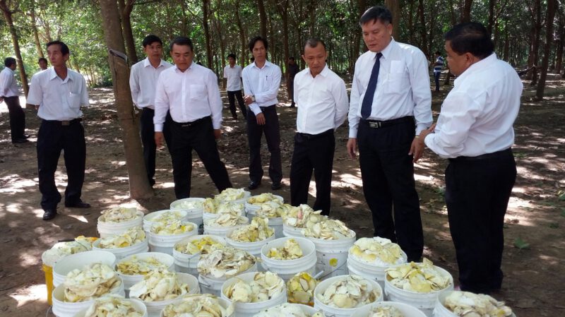 Công ty Cổ phần phát triển cao su Dầu Tiếng Campuchia mở cạo 150 ha cao su