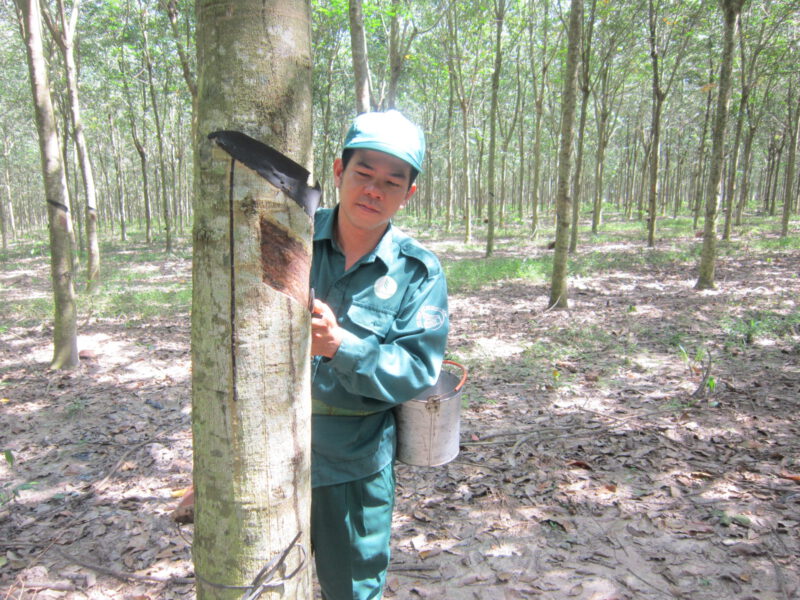 Anh Nguyễn Tấn Nghị “Bàn tay vàng” Hội thi thợ giỏi thu hoạch mủ Ngành Cao su năm 2010