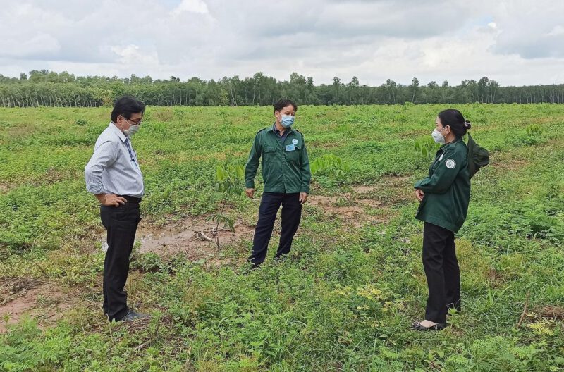 Cao su Dầu Tiếng hoàn thành trồng tái canh hơn 183 ha đúng kế hoạch