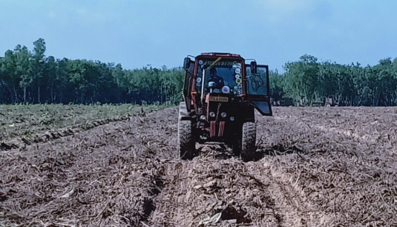 Cao su Dầu Tiếng hoàn thành trồng tái canh hơn 183 ha đúng kế hoạch