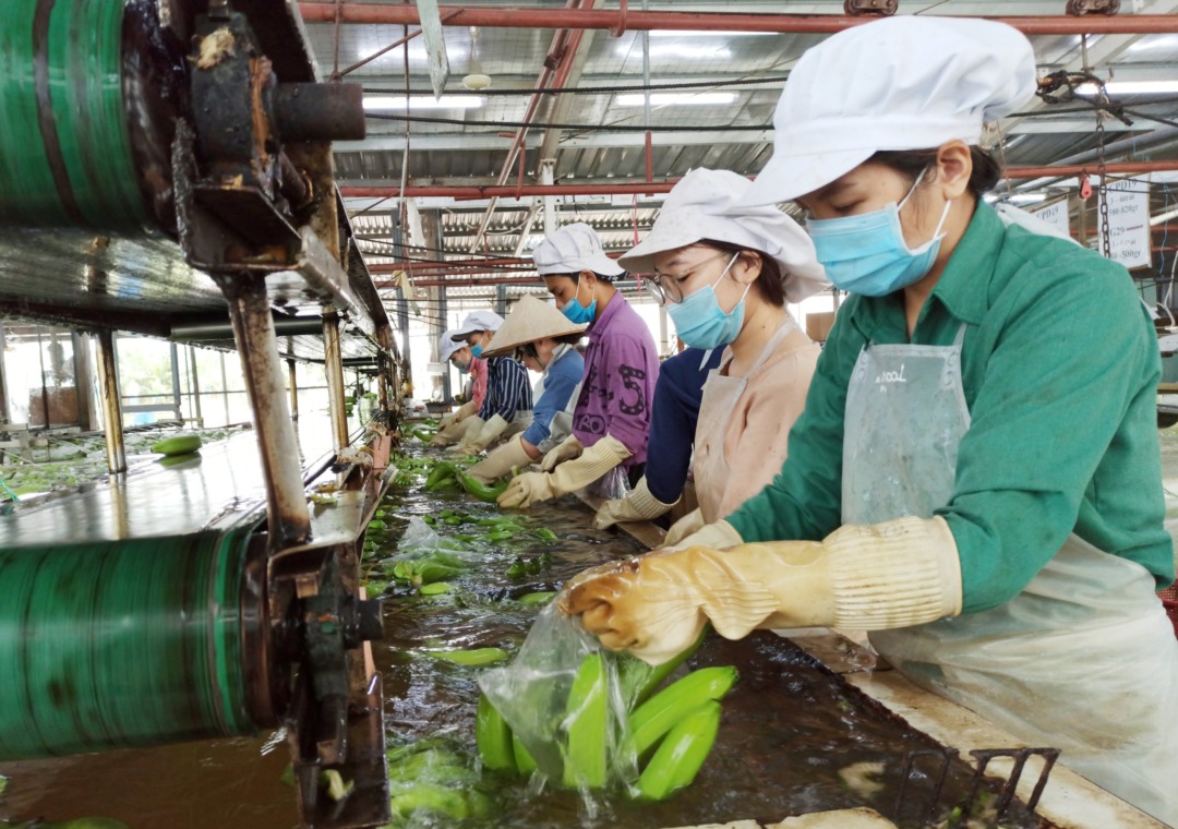Công ty Cao su Dầu Tiếng thành quả từ các dự án liên kết nông nghiệp công nghệ cao